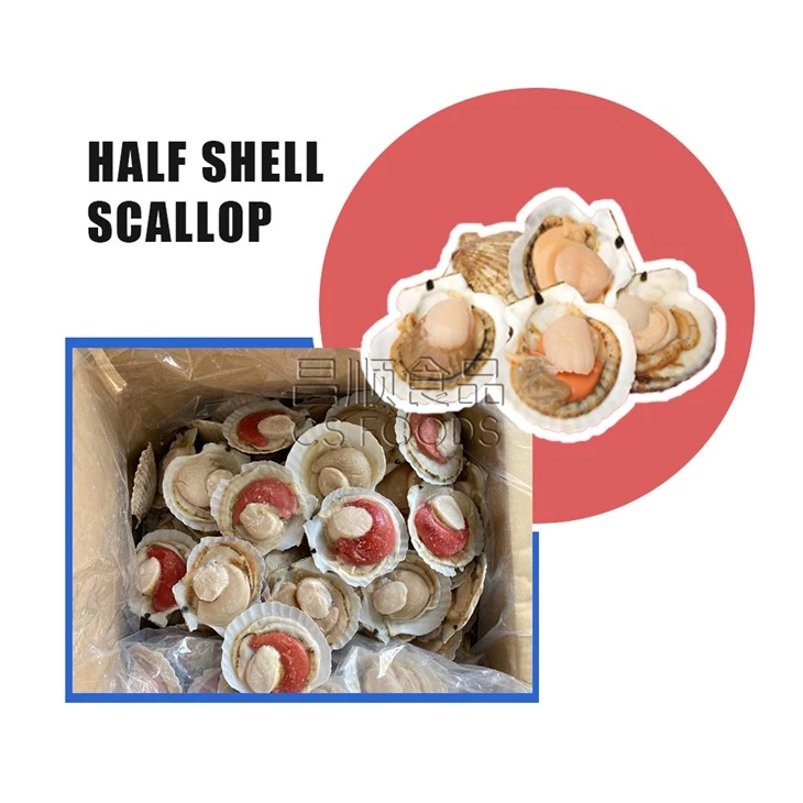 IQF Frozen Half Shell Scallop